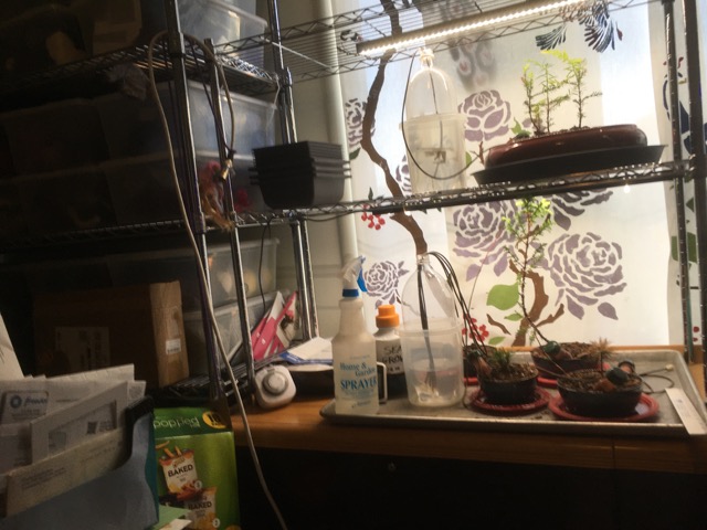 Both levels..see the grow lights.  They are on a timer 6am to 6pm.Top level is Coast Redwood.  The. bottles are an automatic watering system.
