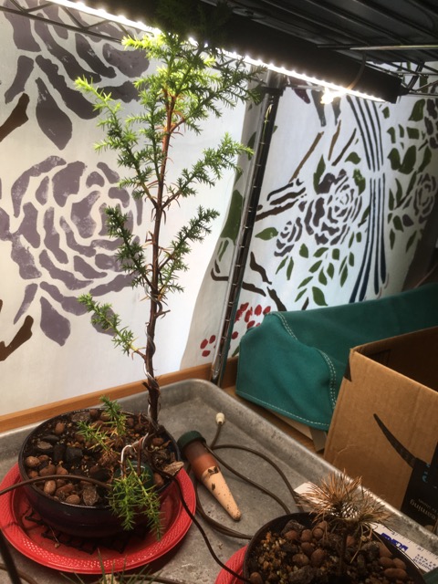 Monterey Pine