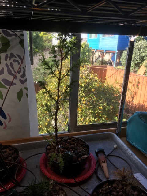 Lemon tree in background. Don built the fence.